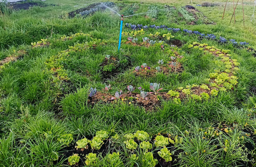 Asociaciones en la huerta
