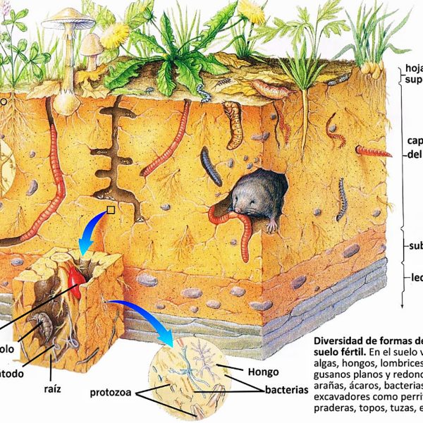 Suelo: Un mundo vivo