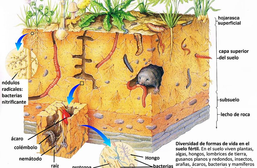 Suelo: Un mundo vivo
